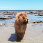 Lina Bean - @lina_chowchow - Instagram