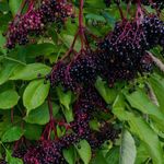 Lina 's Elderberry Syrup - @lina_elderberry_syrup - Instagram