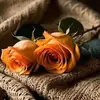 Lina House - @lina.house59 - TikTok