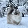 лина ви - @linaorr1 - TikTok