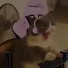 mrs_morningstar_lucifer5 - @lina.sullivan - TikTok