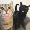 linayip1 - @lina.yip6 - TikTok
