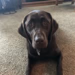 Coco Bean - @coco.bean.lincoln - Instagram