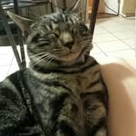 Lincoln Bean - @coolcatlincoln - Instagram