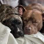 Lincoln ‘Bean’ & Hayes - @bean_and_hazy - Instagram
