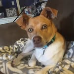 Lincoln Beans - @lincolnbeans - Instagram
