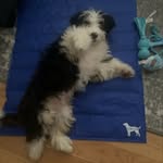 Lincoln Beans the Mini Bernadoodle - @lincoln.beans - Instagram