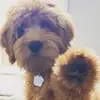 lincolncheeseball - @lincolncheeseball - TikTok