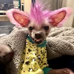 Lincoln 🦄 - @lincoln_chen - Instagram