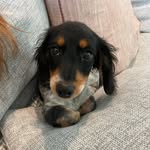 Lincoln Downs - @lincolngrimes1905 - Instagram