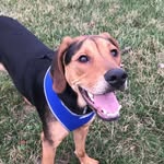 Lincoln Oliver Fleming - @pupperlincolno - Instagram