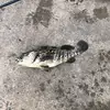 Lincoln Harms-gallagher - @lincoln.harmsgall - TikTok