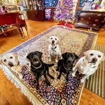 Lincoln + Hamilton + 2 - @theblackandyellowlaboratory - Instagram