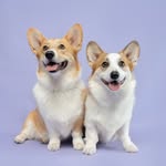 Lincoln & Hamilton the Corgis - @lincolnvonsneakers - Instagram