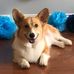 Lincoln and Hamilton the Corgis - Facebook