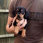 Lincoln-Miniature Dachshund🐶 - @lickle_lincolnlawrence - Instagram