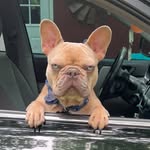 Lincoln Maxwell - @lincoln.the.frenchie.bulldog - Instagram