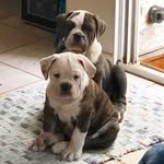 Lincoln & Murphy - @linc_and_murph - Instagram