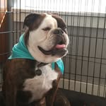 Lincoln Murphy - @dodo_thebully - Instagram