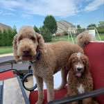 Lincoln & Nelson - @2.cute.doods - Instagram