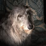 @_lincolnwolf - Instagram