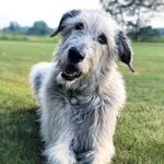 Lincoln the Irish Wolfhound - @lincolnthewolfhound - Instagram