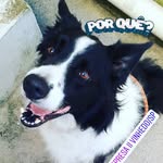 Lincoln Wolf Jupe - @lincolnwolfjupe - Instagram