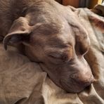 Pat Lincoln Wolf - Facebook