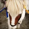 Arås Islandshästar - @linda_abbe - TikTok