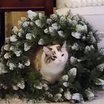 Linda Abbe Lea - @mama_kells - Instagram