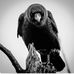 Linda Auclair - Facebook