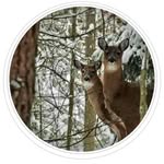 Linda Auclair - @linda.auclair.7 - Instagram