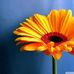 Linda Bachmann - Facebook