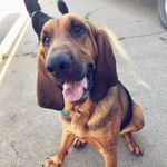 Linda Beeman🐾 - @bigmamalindy - Instagram