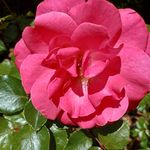 Linda Beeman - @linda.beeman.984 - Instagram