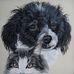 Animal Portraits by Linda L. Begin - Facebook