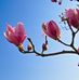 Linda Berman - Facebook