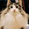 Linda Berta Talitti - @lindaberta2 - TikTok