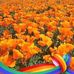Linda Blackledge Weber - Facebook