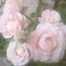 Linda Bonelli - Facebook