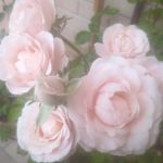 Linda Bonelli - @linda.b.82 - Instagram