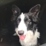 Ingi - @linda_bordercollie - Instagram