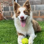 Liinda 🐶 - @lindaborderdog - Instagram