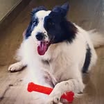 Linda 👑🐶🐾 Border Collie 🇧🇷🇧🇷 - @linda_border_collie - Instagram