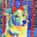 Linda 🎀 - @lindabordercollie20 - Instagram