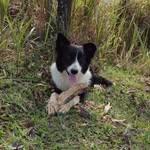 Linda Border Collie - @lindabordercollie4962 - Instagram