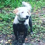 Linda Border Collie - @border_collie_star - Instagram