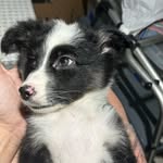 Linda Border Collie - @lindabububordercollie - Instagram