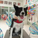 Linda Border Collie - @linda.borderc - Instagram