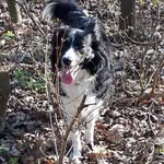 linda_borderkolie - @linda_borderkolie - Instagram